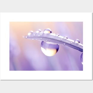 Water Drop Dewdrop Nature Serene Calm Posters and Art